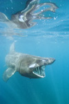 Basking Shark Picture
