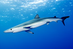 Blue Shark Image