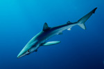 Blue Shark Picture