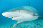 Caribbean Reef Shark Picture