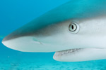 Reef Shark Picture