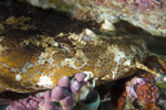 Cobbler Wobbegong Head Picture