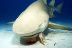 Lemon Shark Face Picture