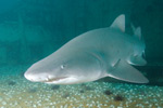 Grey Nurse Shark Picture