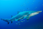 Raggedtooth Shark Picture