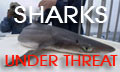 Sharks under Threat picture