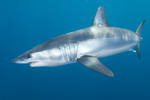 Mako Shark Picture