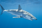 Shortfin Mako Shark Picture