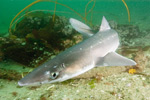 Spiny Dogfish Image