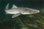 Spiny Dogfish Picture
