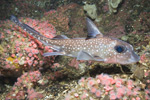 Spotted Ratfish Picture