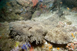 Tasseled Wobbegong Picture
