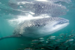Whale Shark with Schooling Fish Picture