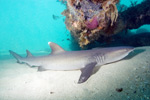 Whitetip Reef Shark Picture