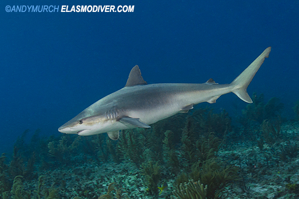 Blacknose shark