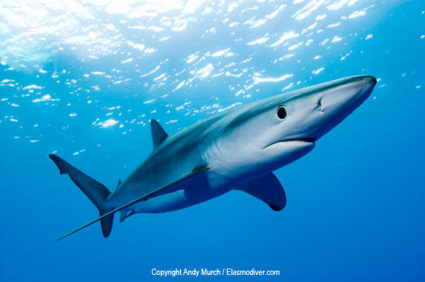 Blue-shark-018.jpg