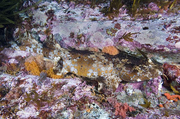 A cobbler wobbegong disguised against a reef.