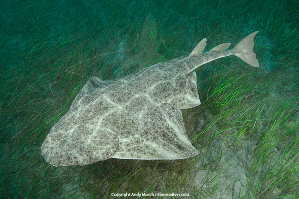 A common angel shark