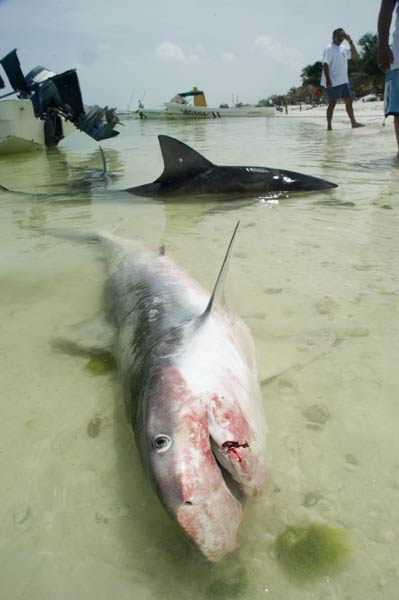 dead tiger shark picture