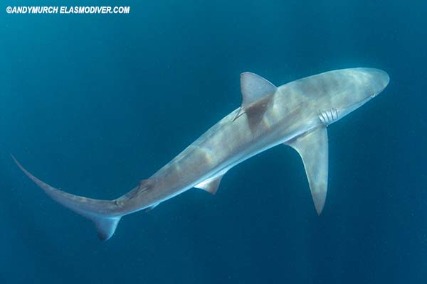Dusky shark interdorsal ridge