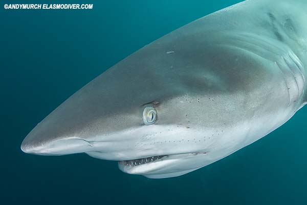 Dusky Shark head detail.