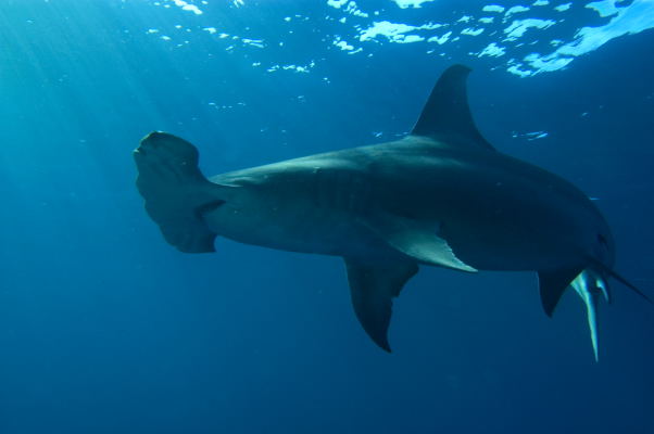 Pictures Of Hammerhead Shark - Free Hammerhead Shark pictures 