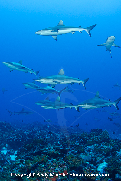 tahiti diving