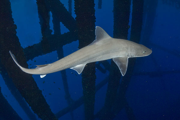 Gulf ofMexico Smoothhound Shark