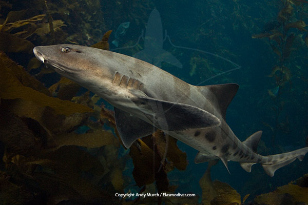 leopard shark swimming through giant kelp.