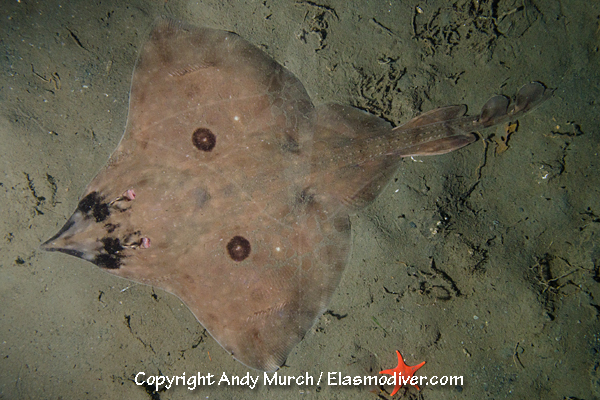 Longnose Skate