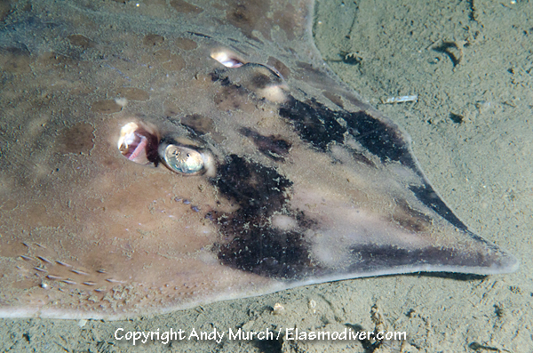 Longnose Skate Raja rhina