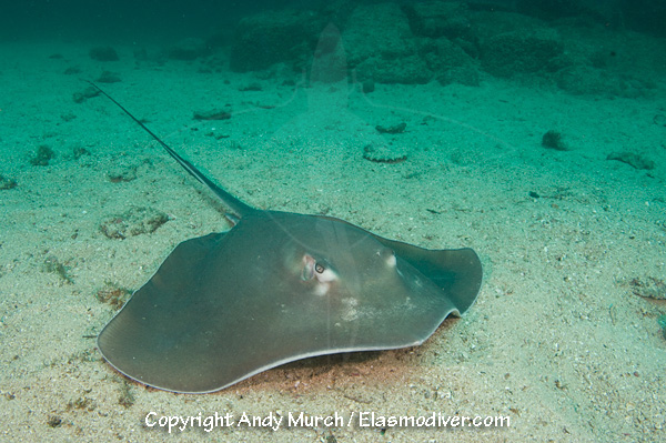 Longtail stingray Pictures - images of Dasyatis longus
