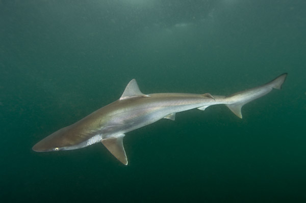 Images of Pacific sharpnose sharks caught on Longlines.