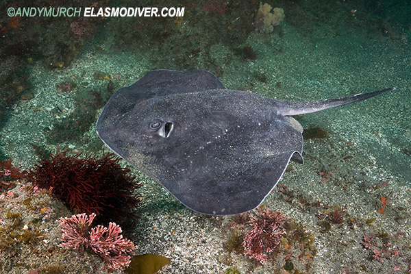 Pitted Stingray