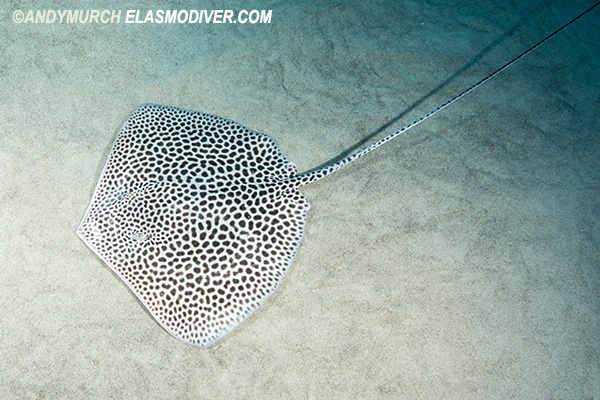 Juvenile reticulate whipray