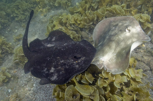 A male Round stingray persuing a female round stingray