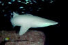 Albino grey nurse shark