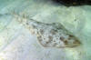Atlantic guitarfish