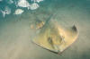 Common Stingrays following eachother