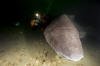 greenland shark picture