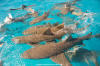 lemon sharks