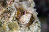 Mosshead Warbonnet