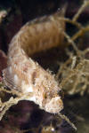 Mosshead Warbonnet picture