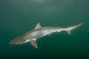 pacific sharpnose shark picture
