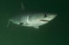 Porbeagle shark picture