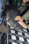 Porbeagle Shark Tagging image