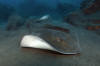 Roughtail stingray