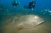 Roughtail stingray and divers