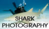 Shark Photography 101 picture