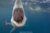 Shortfin Mako 377
